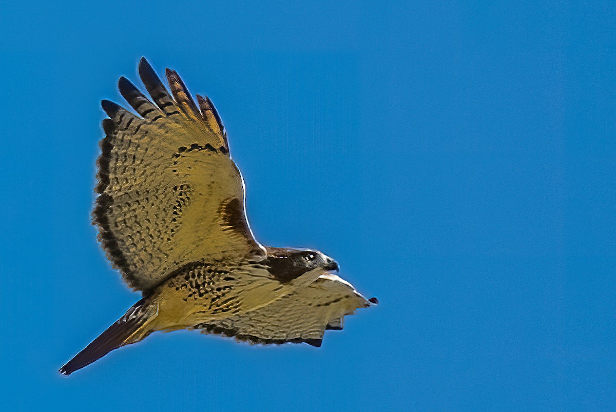 Red-tailed Hawk - ML500276771