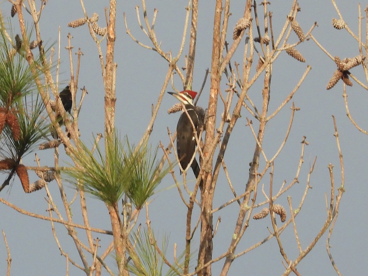 Pileated Woodpecker - ML500278921