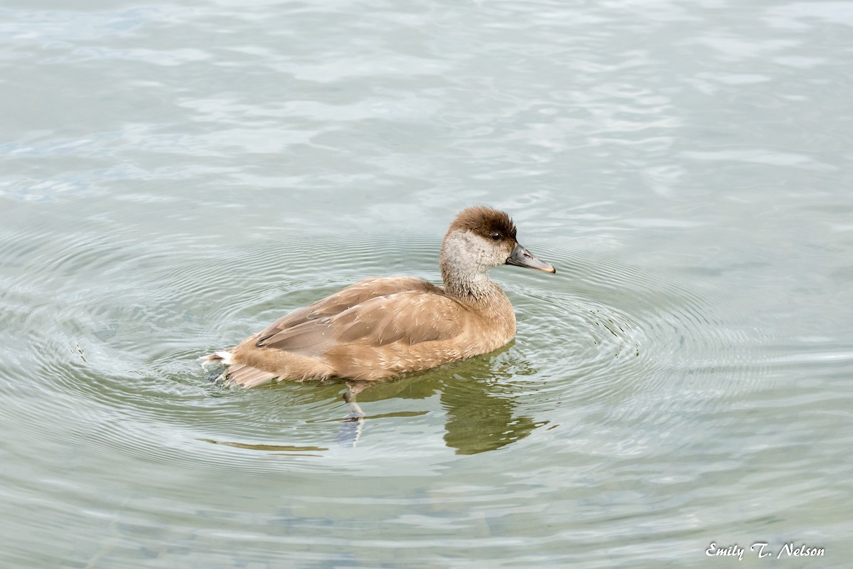 Red-crested Pochard - ML50027961