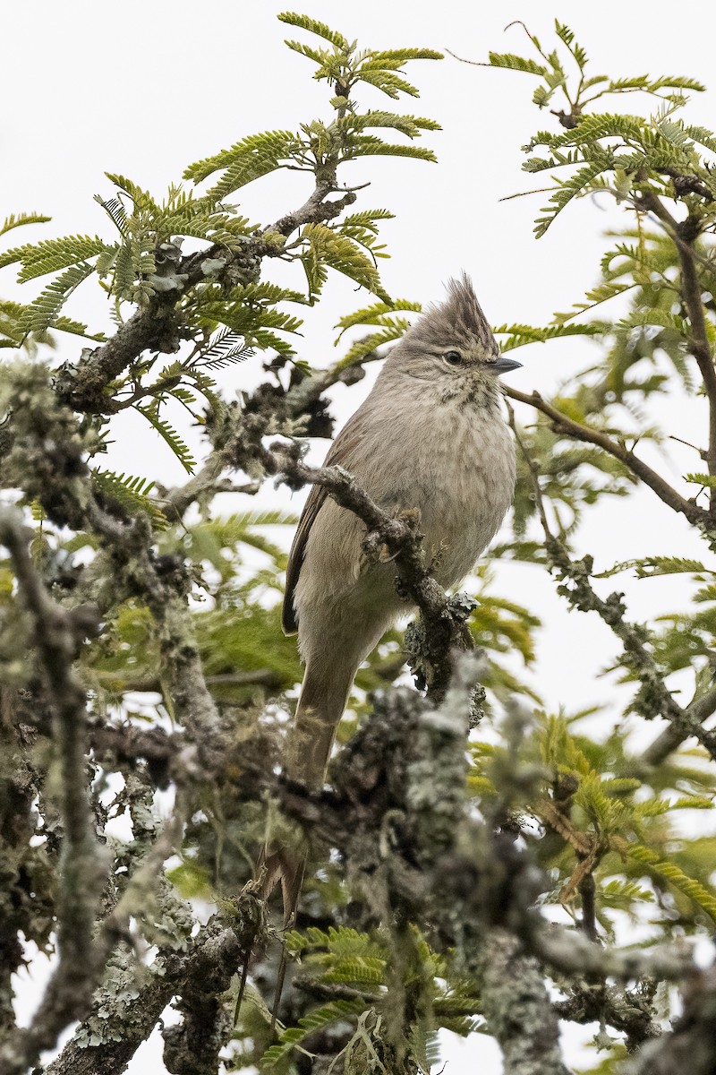 Tufted Tit-Spinetail - ML500279671