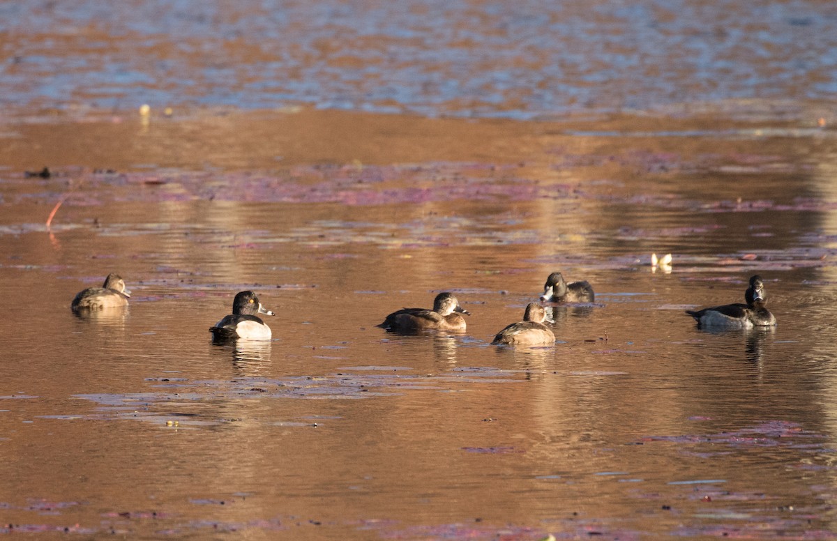 Ring-necked Duck - ML500279821