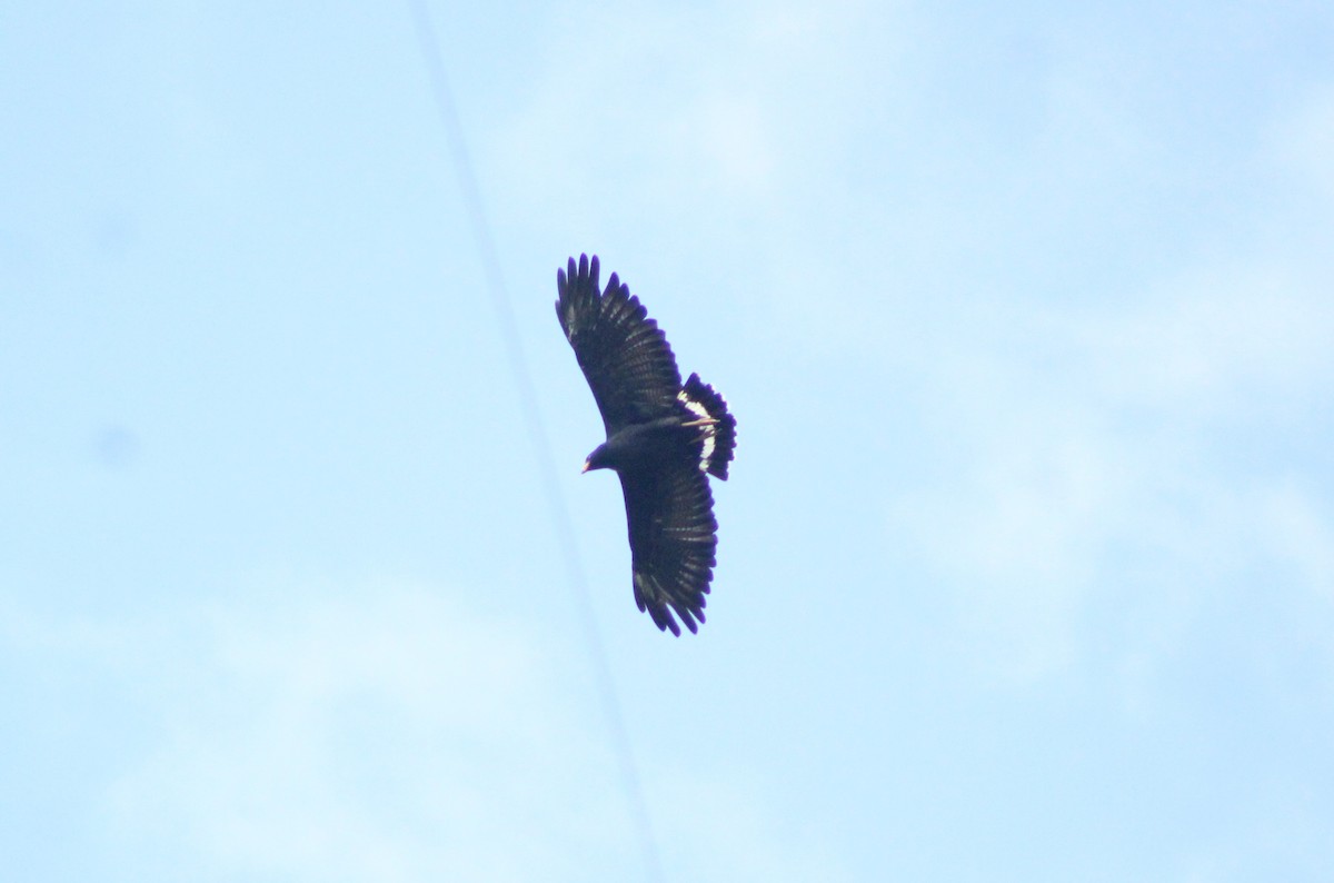 Common Black Hawk - Daniel de Jesus Garcia León