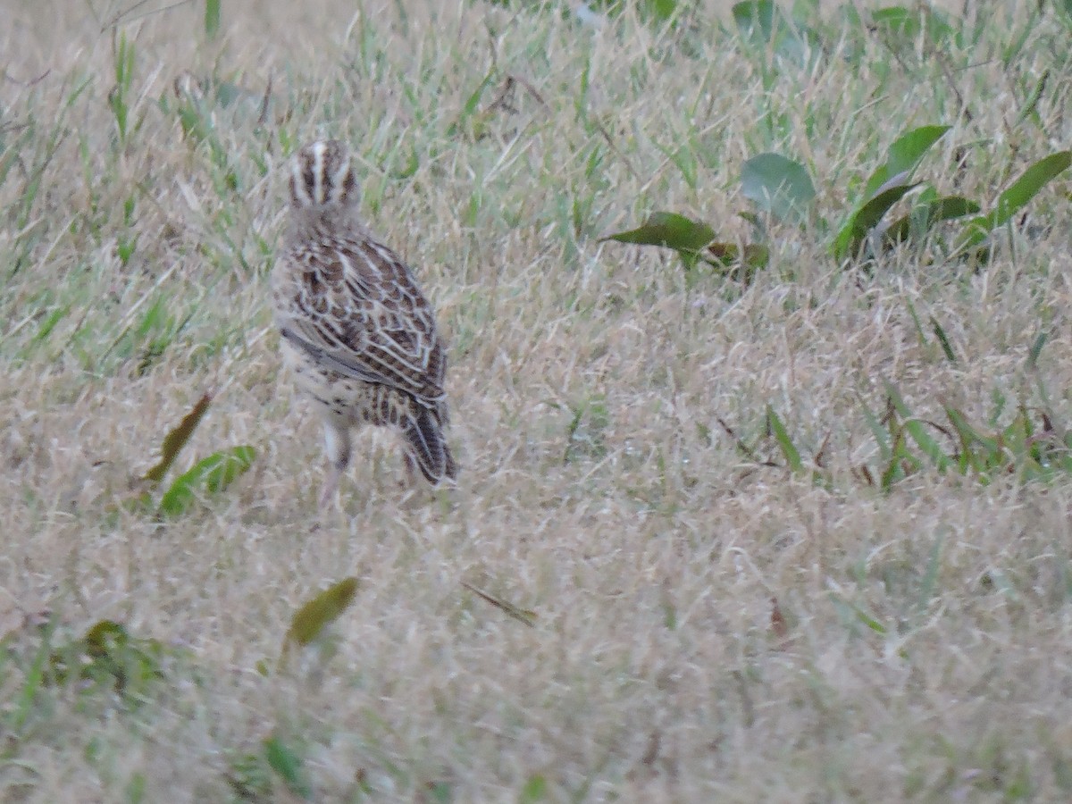 Eastern Meadowlark - Dianne Duke