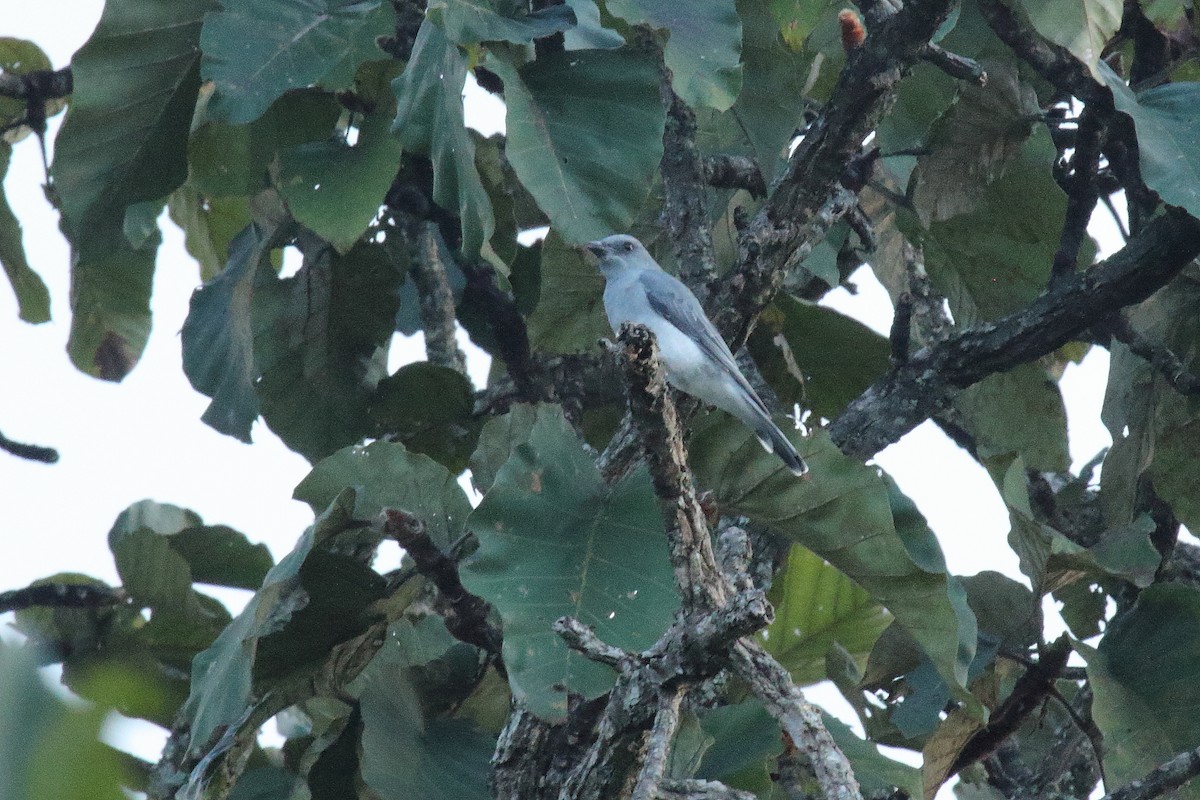 Large Cuckooshrike (Large) - ML500282741