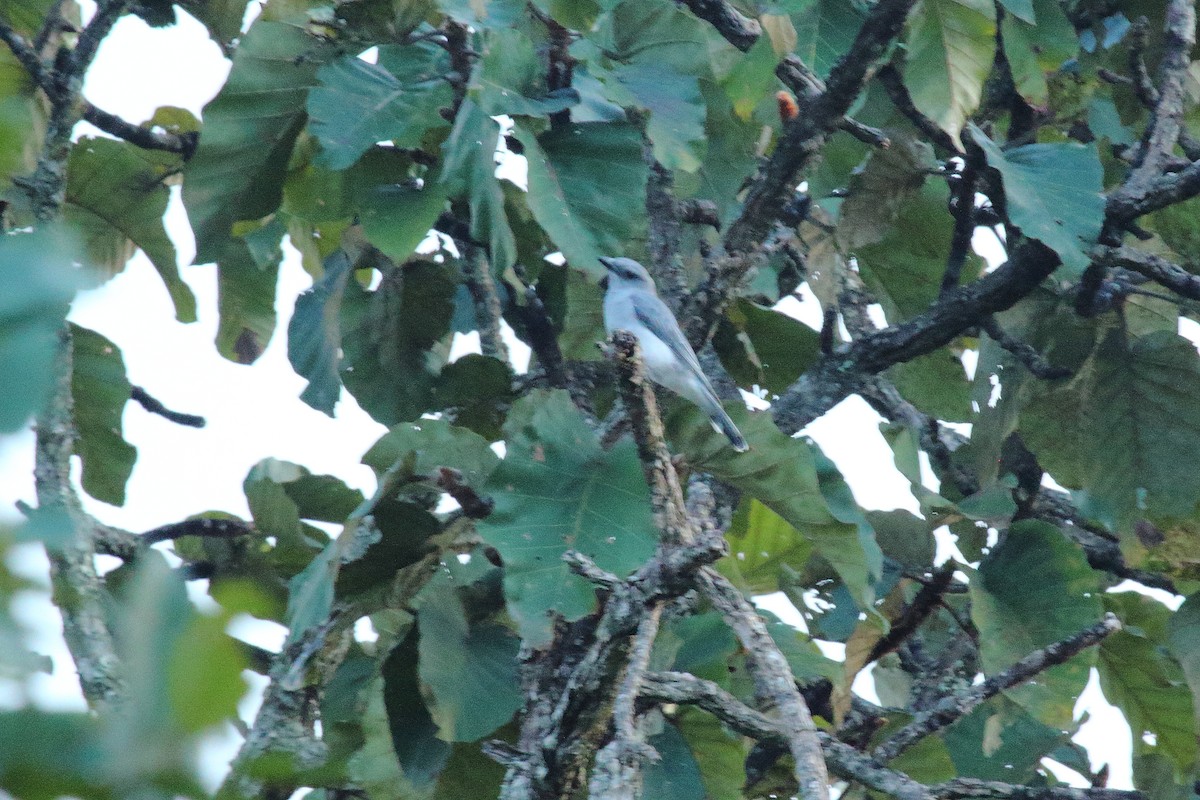 Large Cuckooshrike (Large) - ML500282771