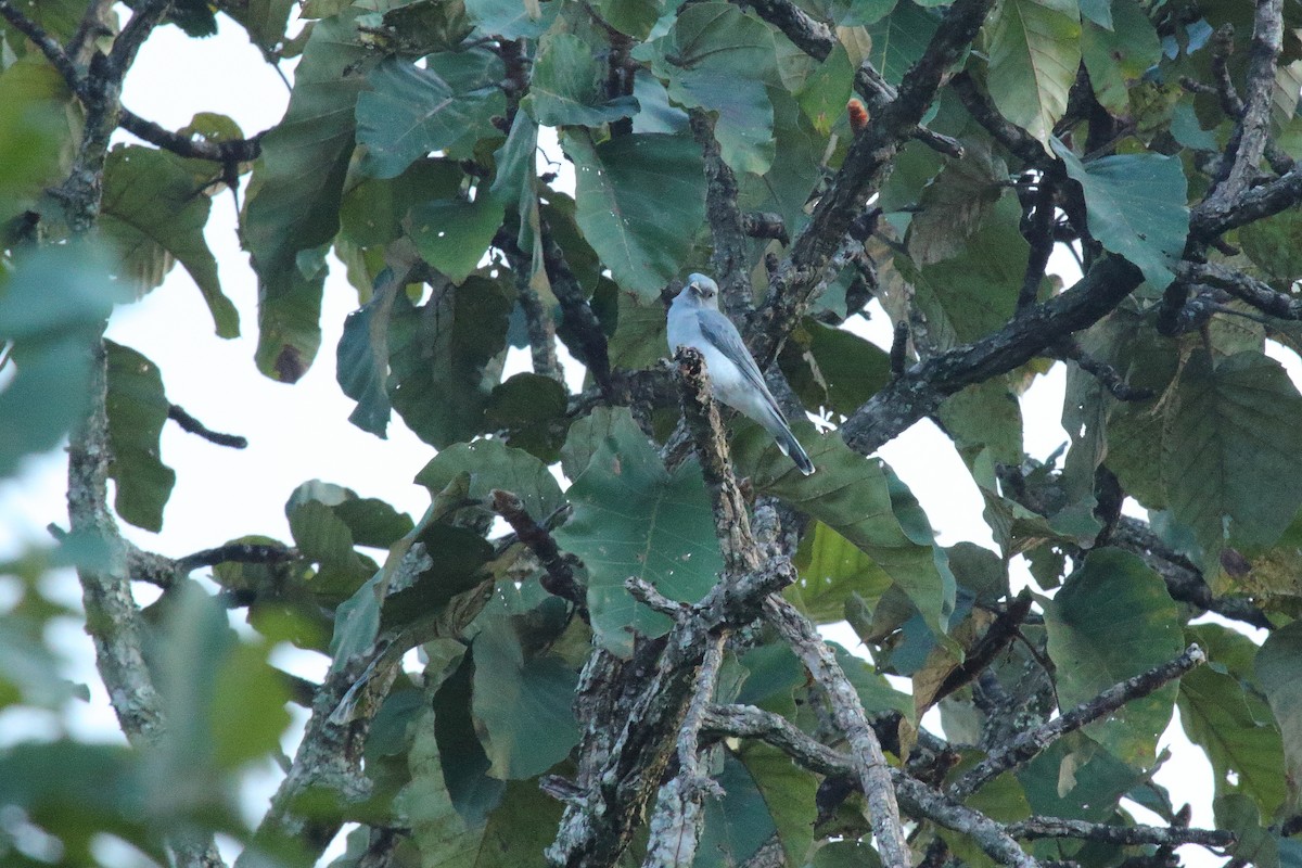 Large Cuckooshrike (Large) - ML500282781