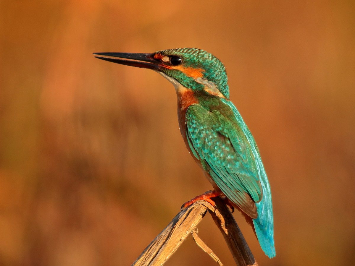 Common Kingfisher - ML500283341