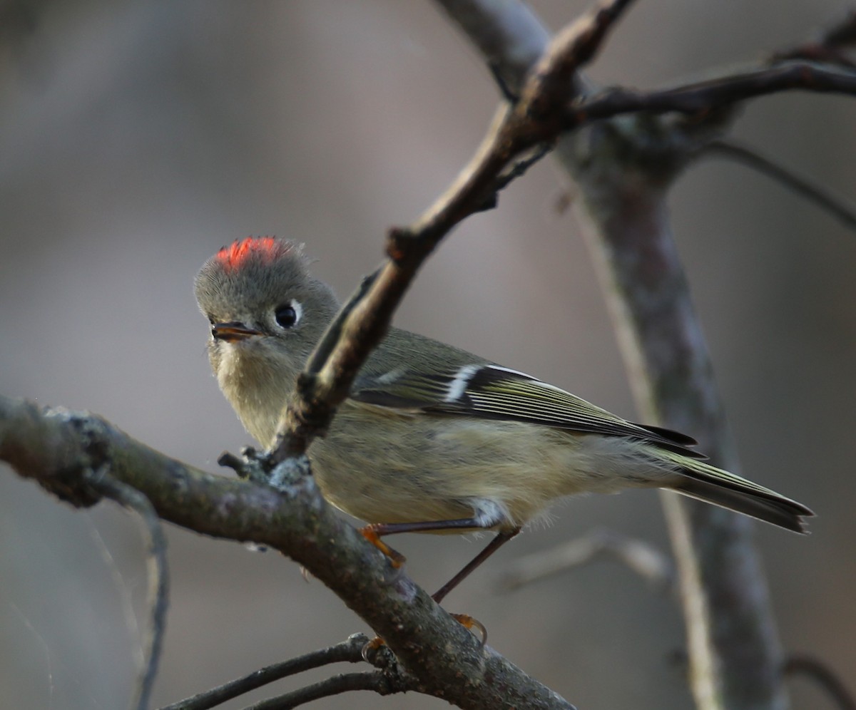 Ruby-crowned Kinglet - Cathy Cox