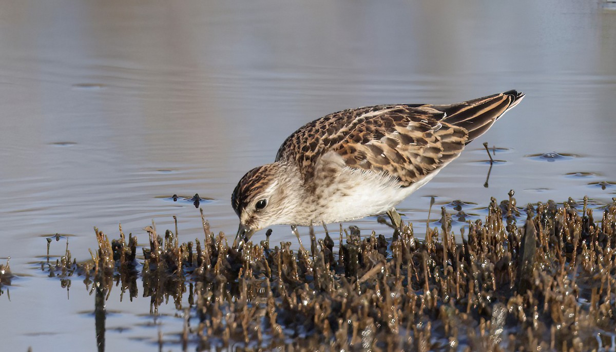 pygmésnipe - ML500283631