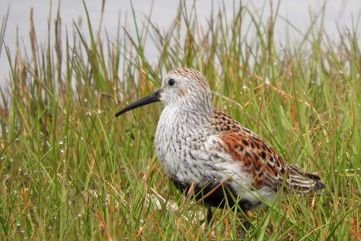 Dunlin - ML500284091