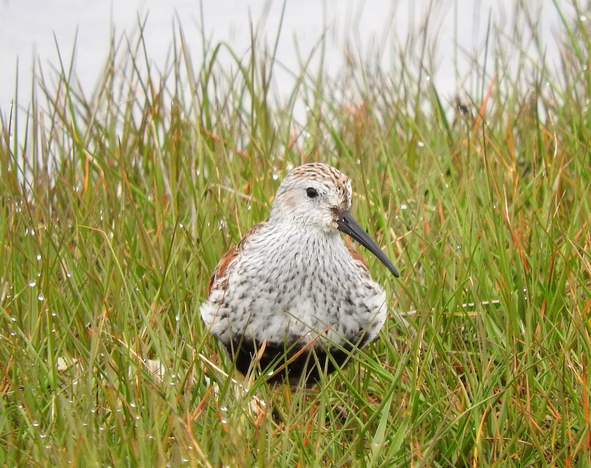 Dunlin - ML500284101