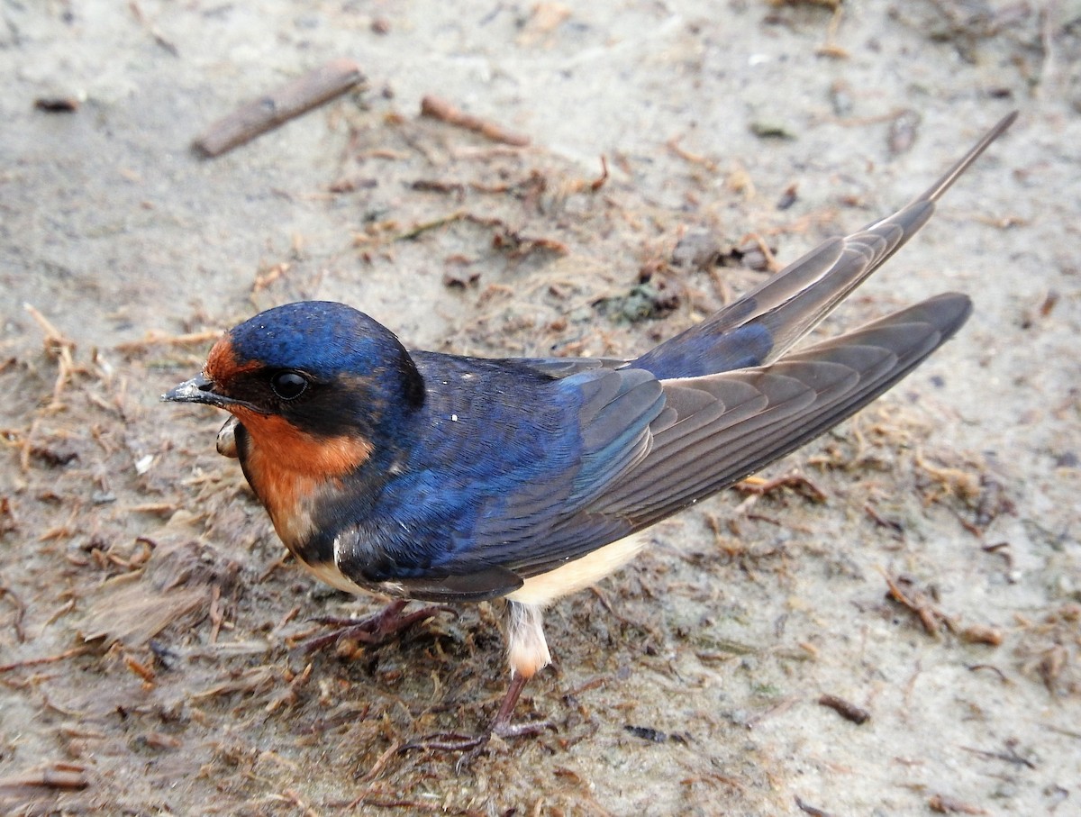 Barn Swallow - ML500284251