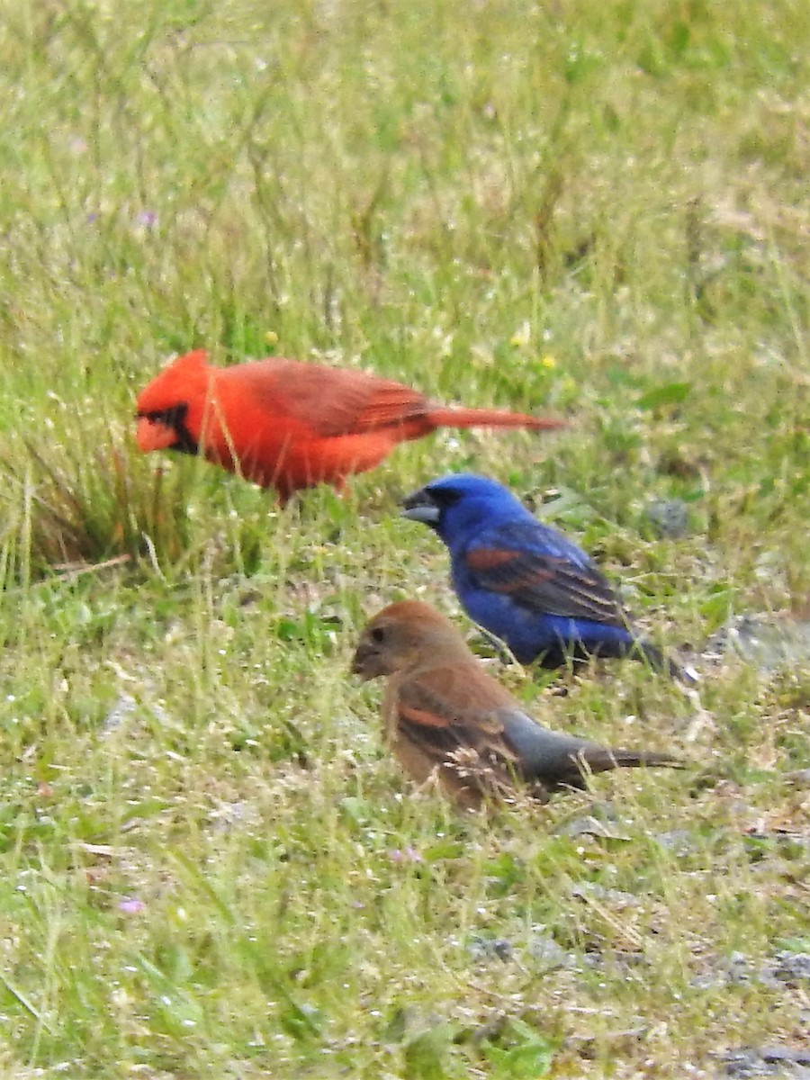 Blue Grosbeak - ML500284391