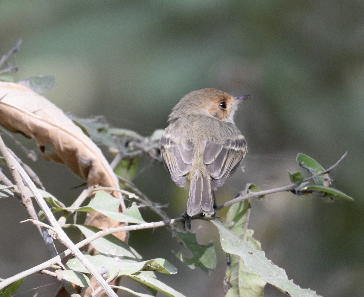 Fulvous-faced Scrub-Tyrant - ML500284441