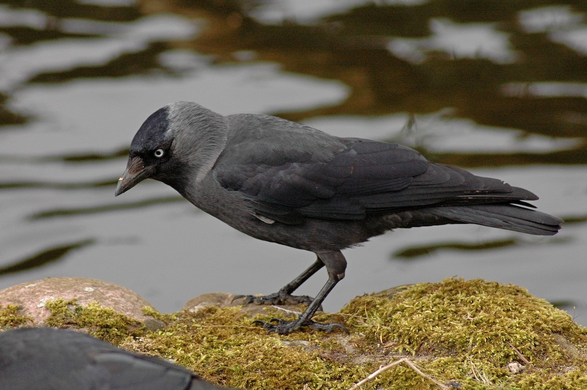 Eurasian Jackdaw - Kamil Cihak