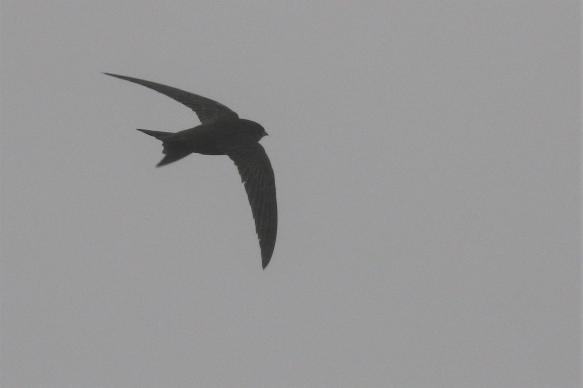 Common Swift - ML500286751