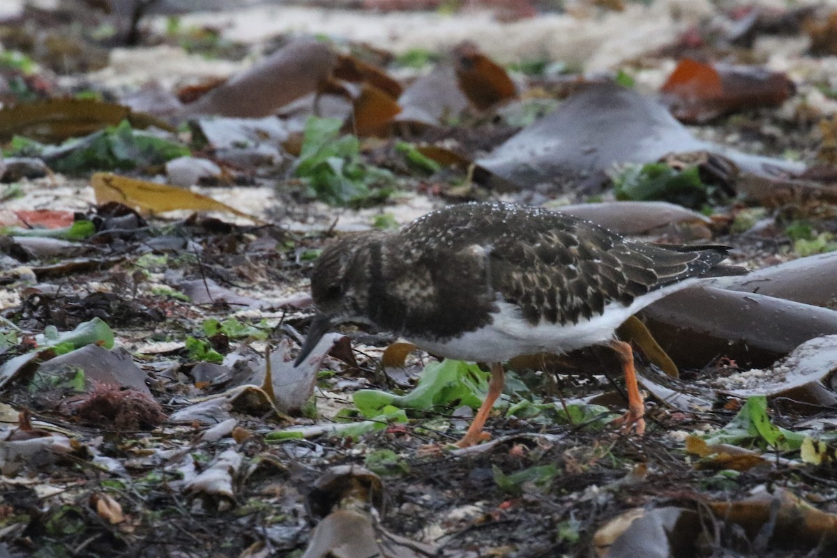 Ruddy Turnstone - ML500287031