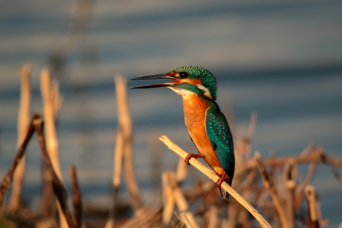 カワセミ - ML500287051