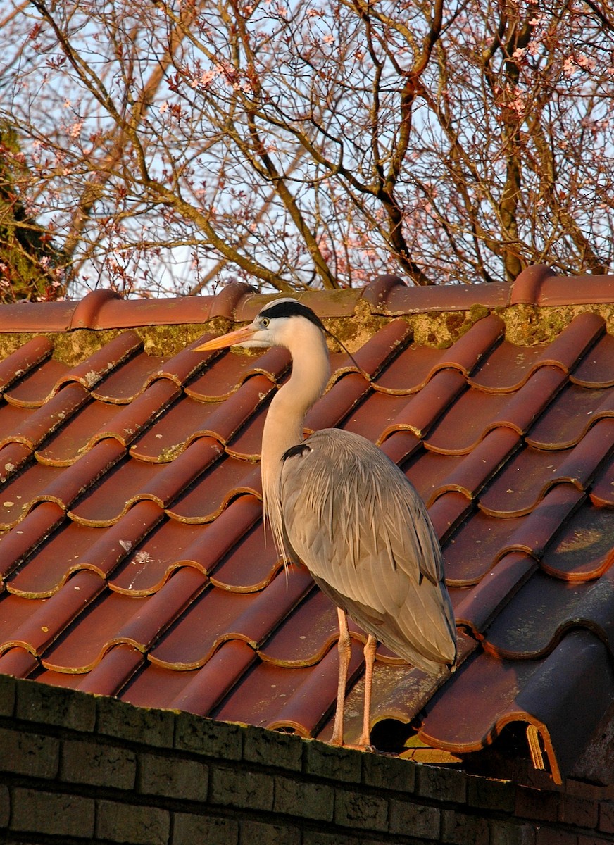 Gray Heron - Kamil Cihak