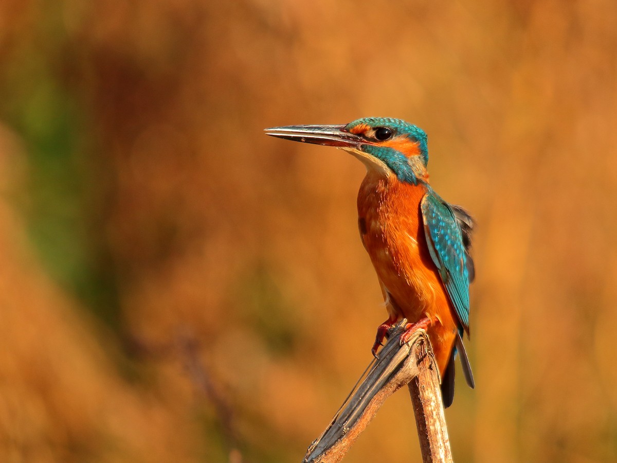 Common Kingfisher - ML500287761