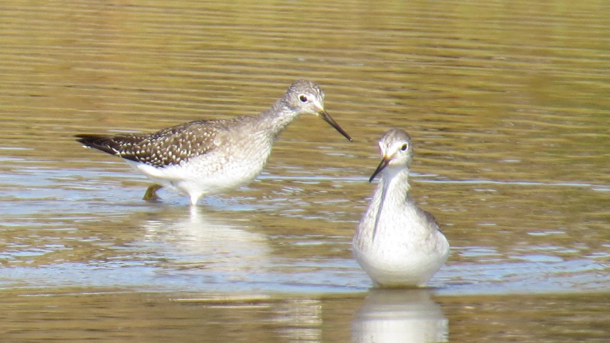 Lesser Yellowlegs - ML500289031