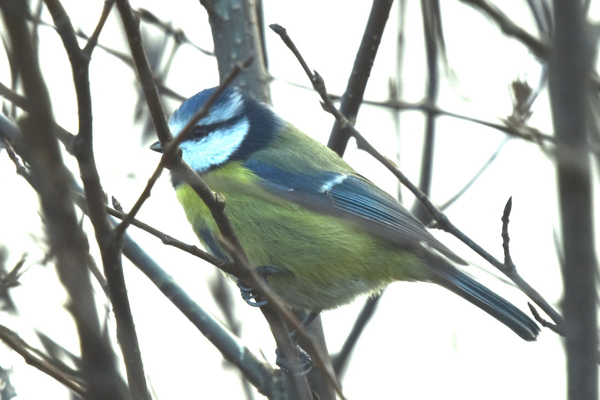 Eurasian Blue Tit - ML500290511