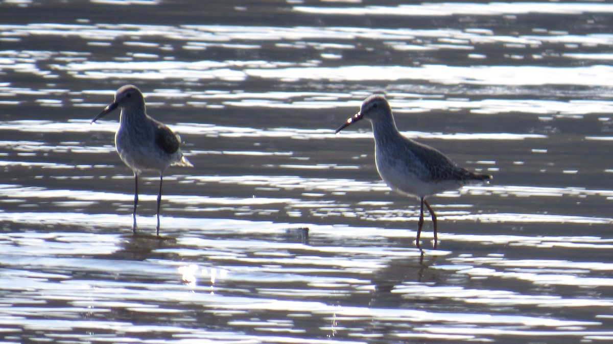 Stilt Sandpiper - ML500290611