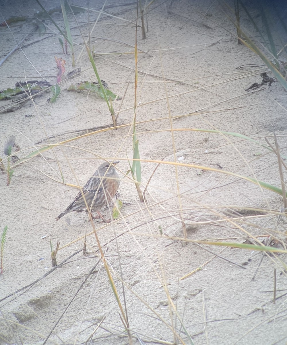 Alpine Accentor - ML500291211