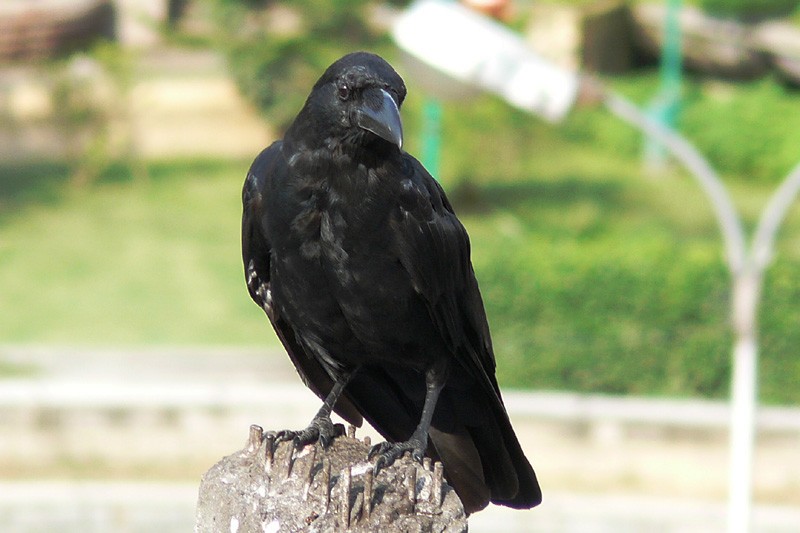 Large-billed Crow - ML500292301