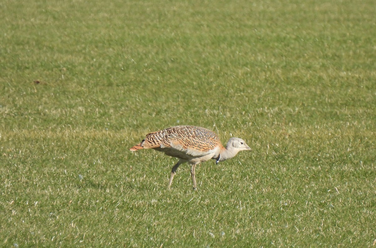 Great Bustard - Mathias Haffner