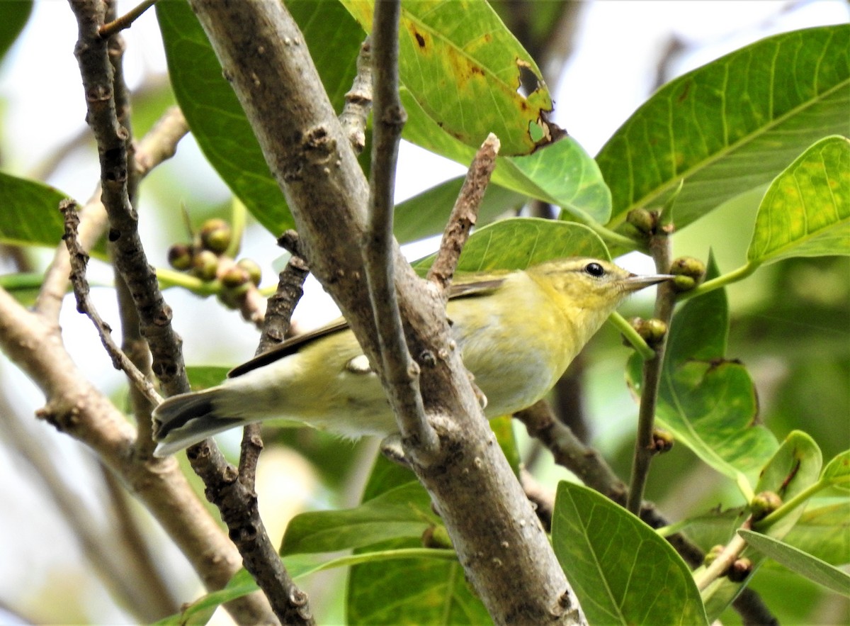 Tennessee Warbler - ML500293181