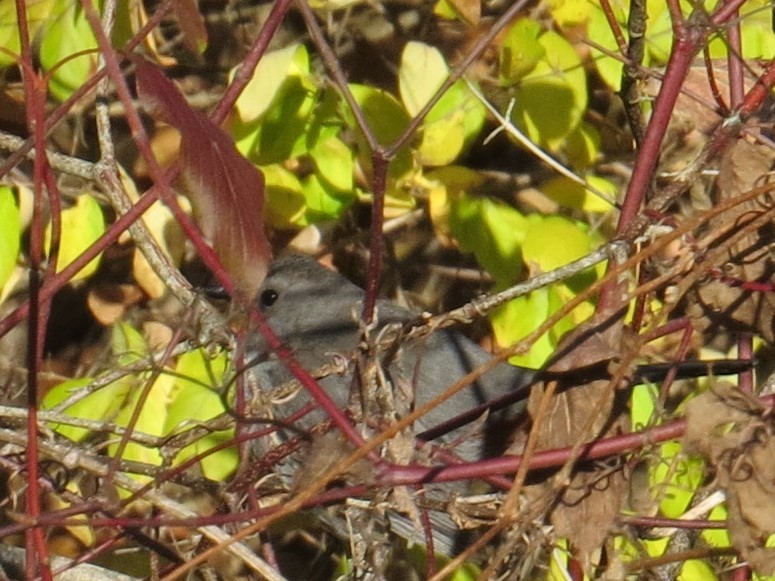 Gray Catbird - ML500293361