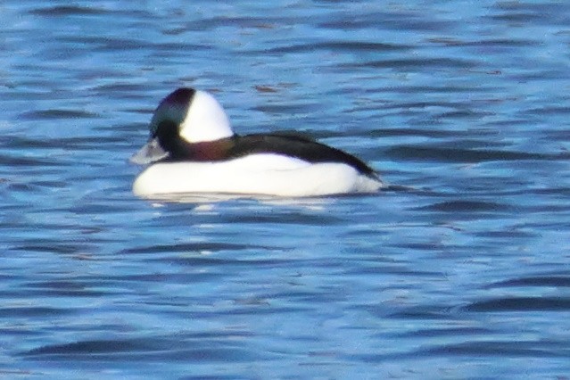 Bufflehead - ML500293741