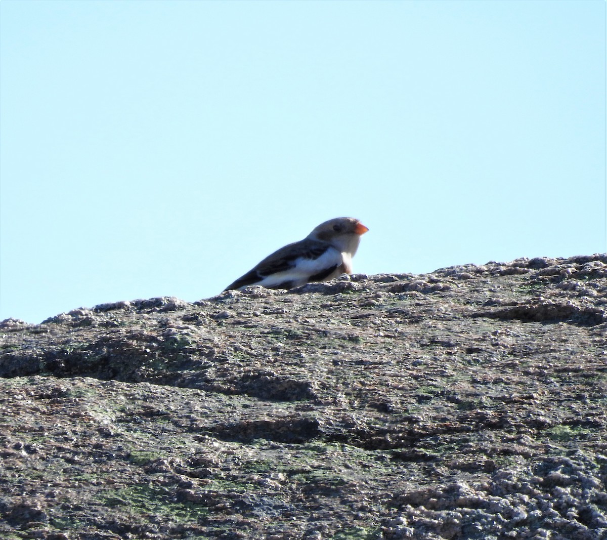 Snow Bunting - Mary Alley