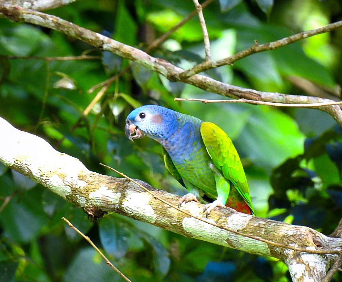 Blue-headed Parrot - ML500294421