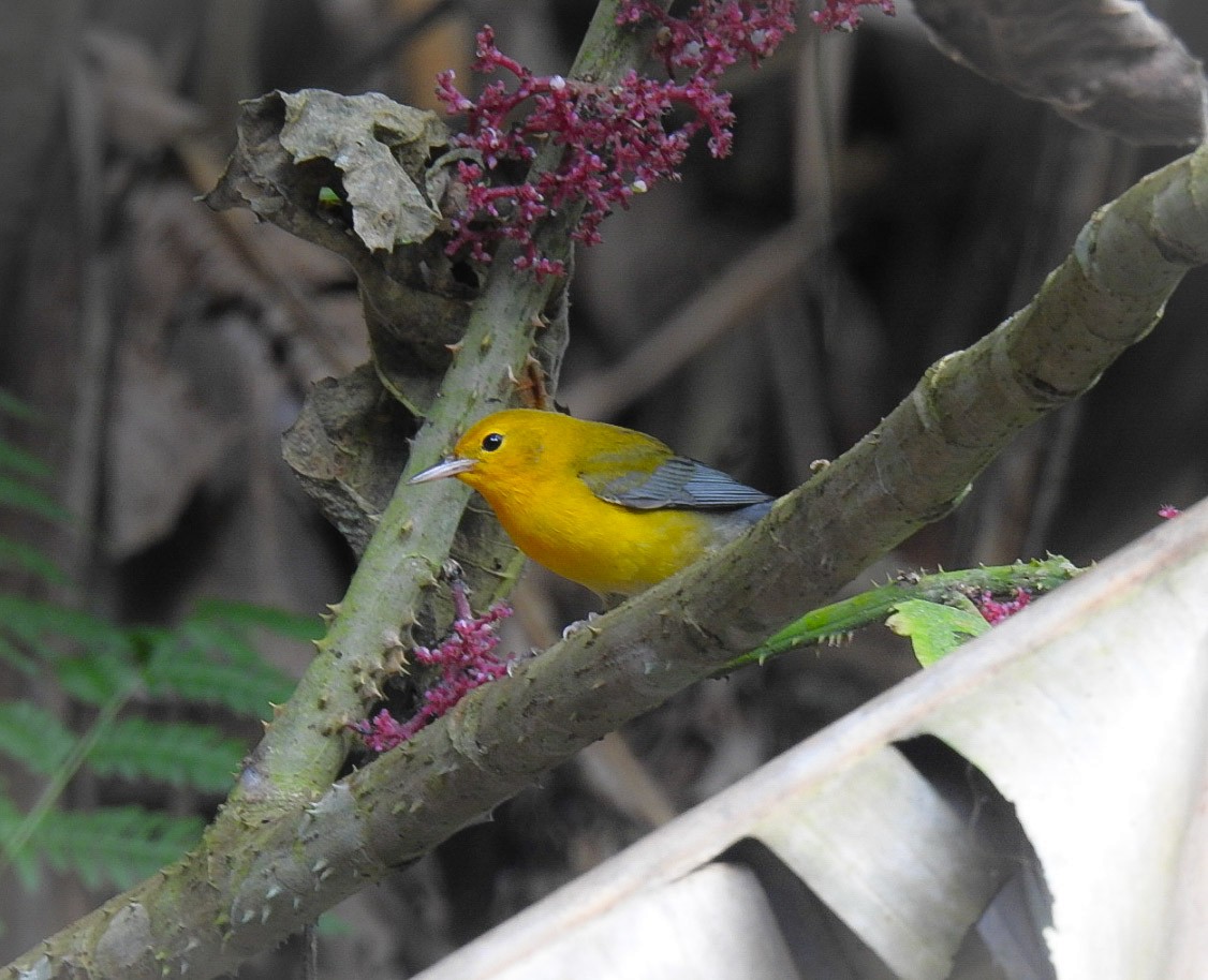 Prothonotary Warbler - ML500294991
