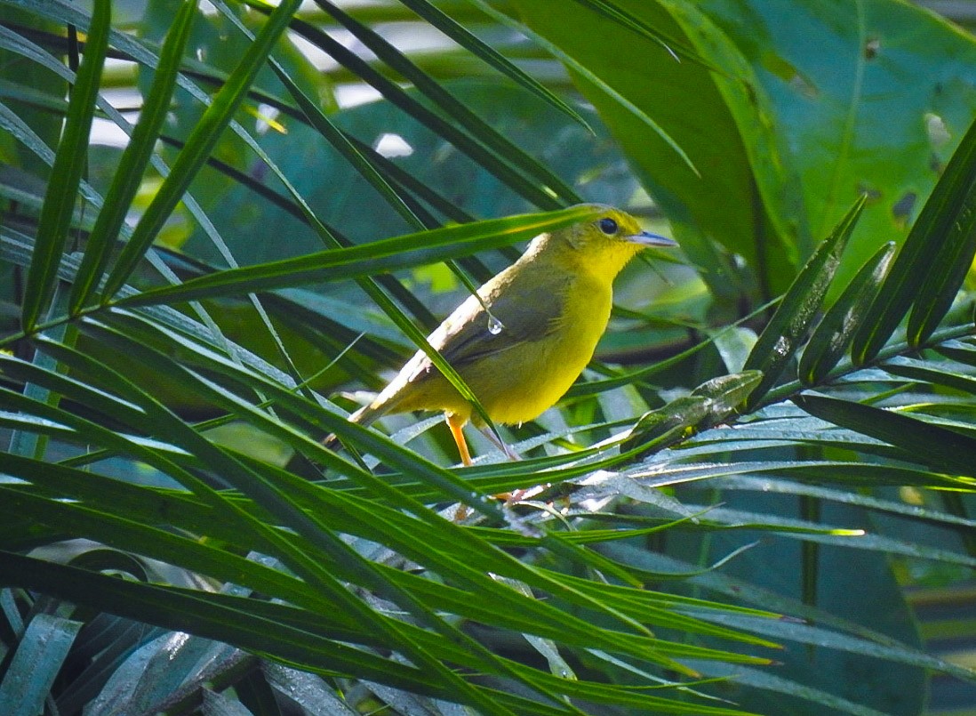 Olive-crowned Yellowthroat - ML500295111