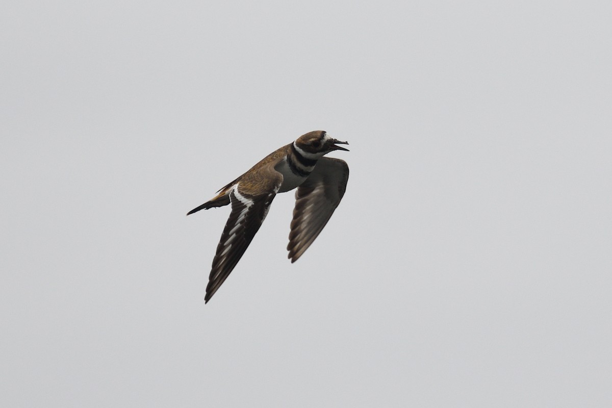 Killdeer - Shane Carroll