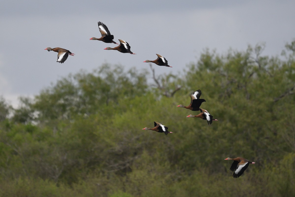 Black-bellied Whistling-Duck - ML500295911