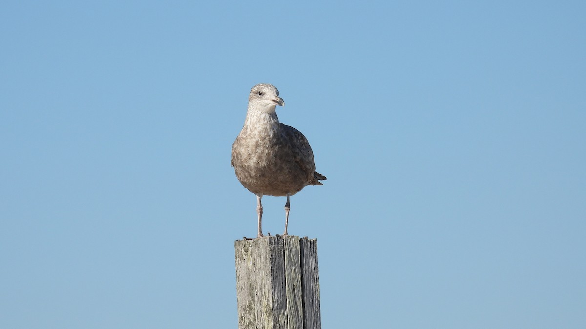 Herring Gull - ML500295941