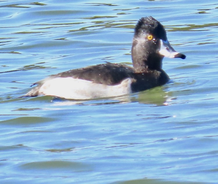 Ring-necked Duck - Nancy Salem