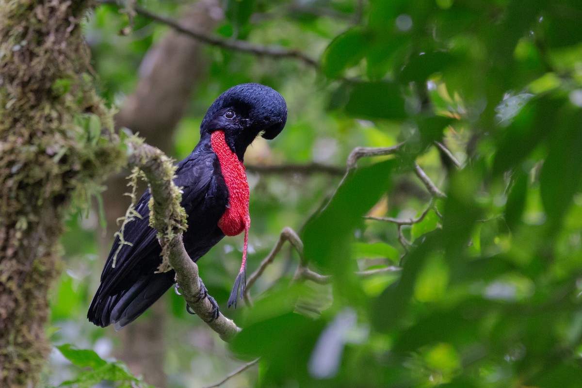 Bare-necked Umbrellabird - ML500298071