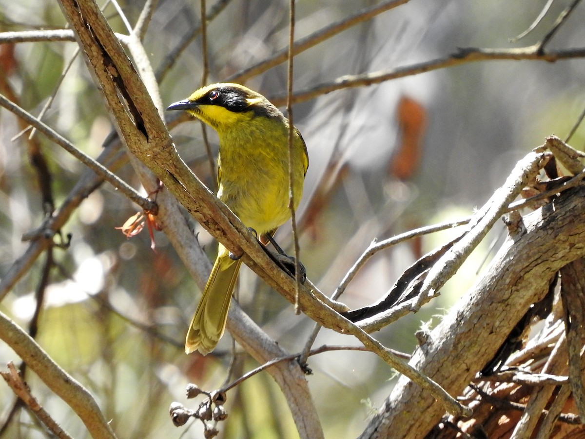 Yellow-tufted Honeyeater - ML500298231