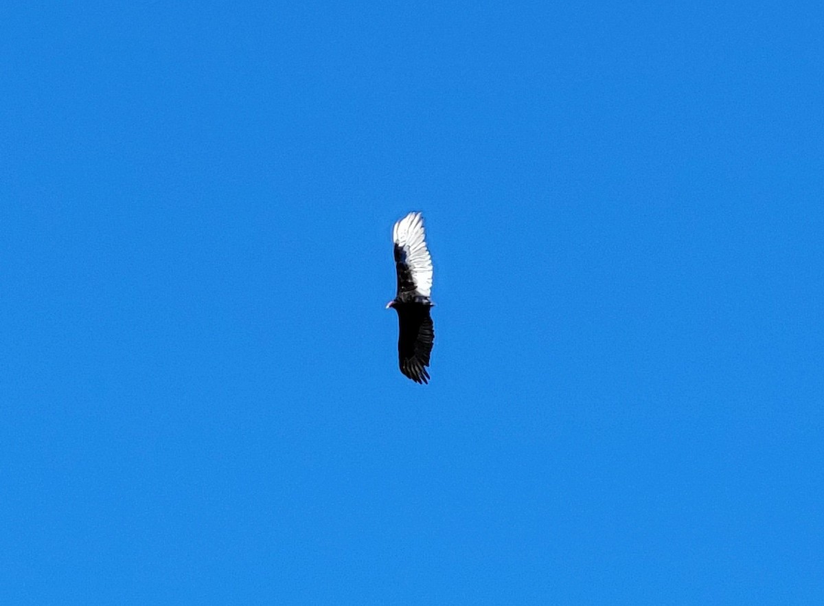 Turkey Vulture - ML500299261