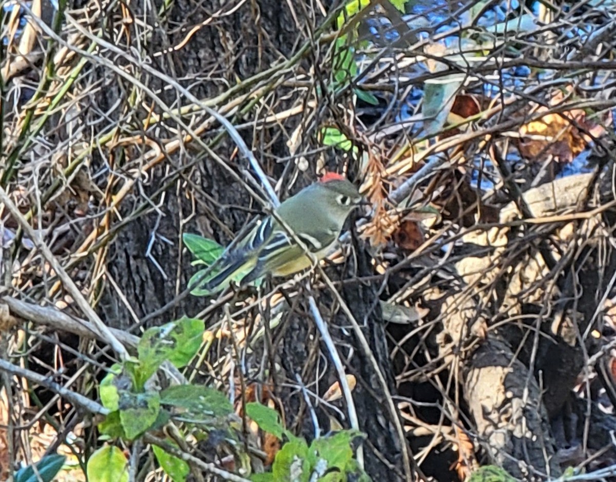 Ruby-crowned Kinglet - ML500299341