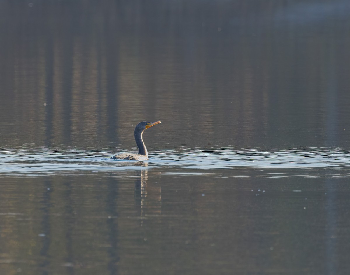 Double-crested Cormorant - ML500299851