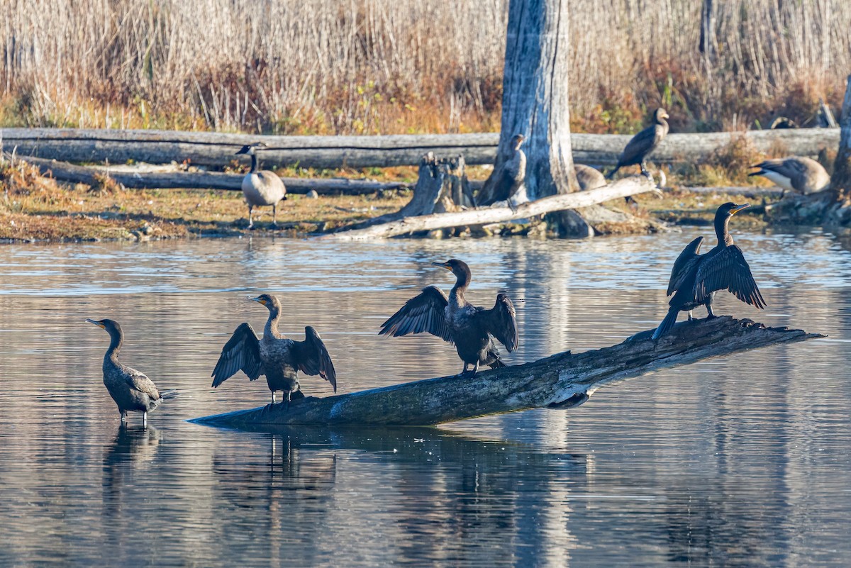 Double-crested Cormorant - ML500299861