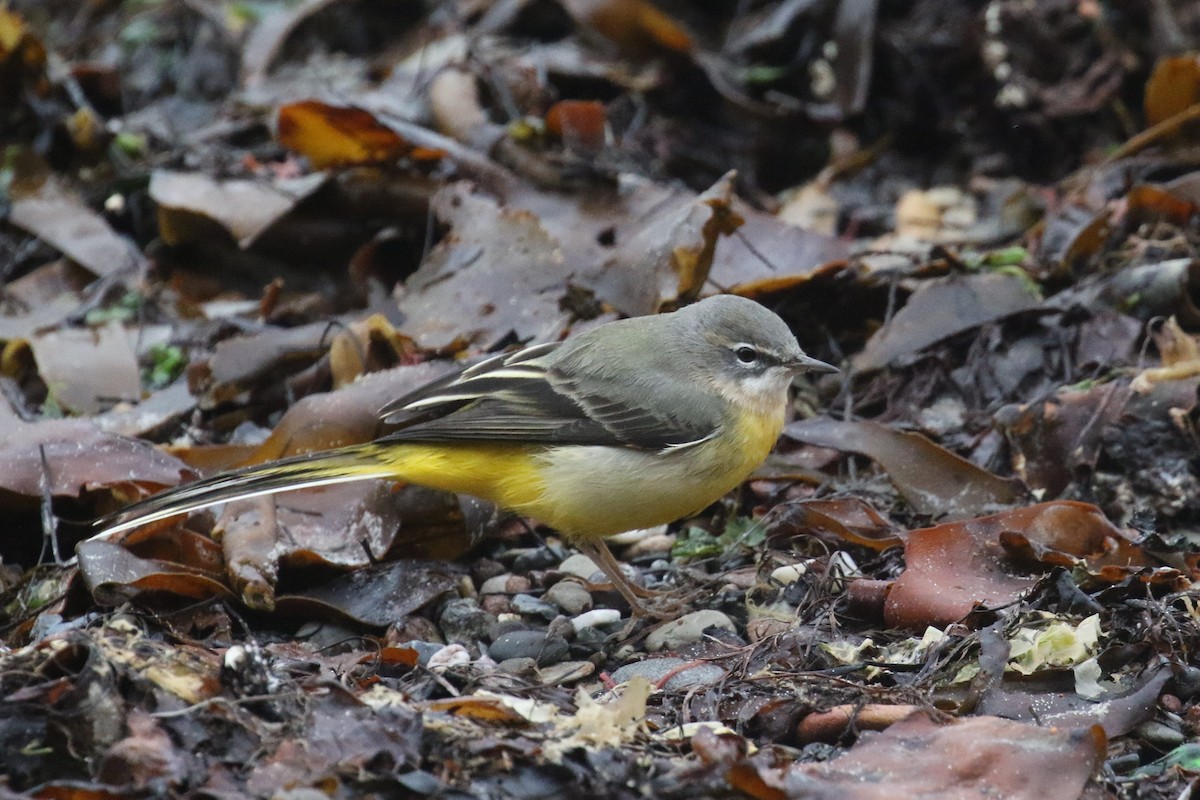 Gray Wagtail - ML500300141