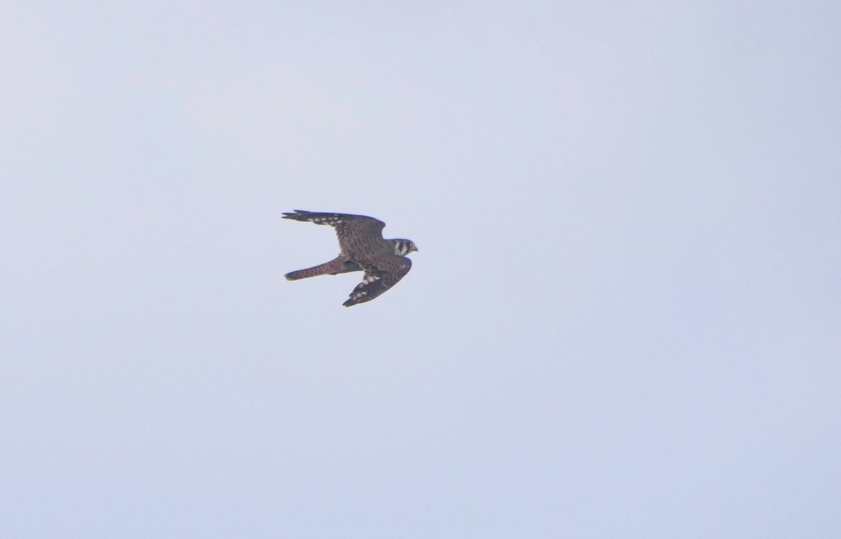 American Kestrel - ML500301531