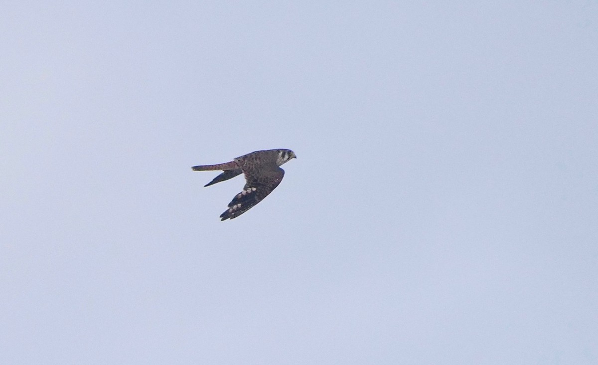 American Kestrel - ML500301541